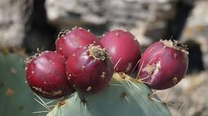 Prickly Pear